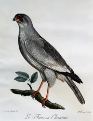 Gavilán cantor pálido (Melierax canorus), grabado de Histoire Naturelle des Oiseaux d