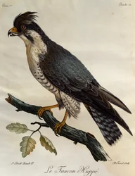 Halcón peregrino (Falco peregrinus), grabado de Histoire Naturelle des Oiseaux d
