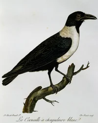 Cuervo pío (Corvus albus), grabado de Histoire Naturelle des Oiseaux d