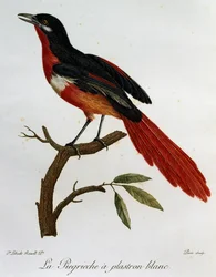 Piegriche plastron blanc (Lanius mystacus), grabado de Histoire Naturelle des Oiseaux d