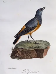 Zorzal de roca centinela (Monticola explorator), grabado de Histoire Naturelle des Oiseaux d