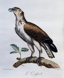 Águila Serpiente de Dedo Corto (Circaetus gallicus), grabado de Histoire Naturelle des Oiseaux d