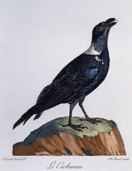 Cuervo de cuello blanco (Corvus albicollis), grabado de Histoire Naturelle des Oiseaux d