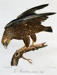 Joven Bateleur (Terathopius ecaudatus), grabado de Histoire Naturelle des Oiseaux d