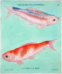 Peces dorados chinos, siglo XVIII