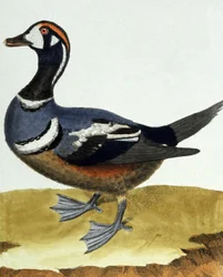 Pato de collar