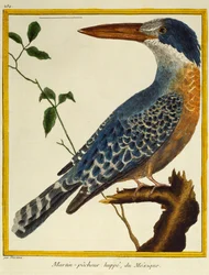 Martín pescador gigante (Megaceryle maxima), de Histoire naturelle des oiseaux