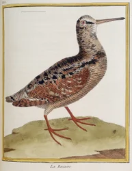""La becasse"", lámina 885 de zoología extraída de ""Historia de las aves"" de Francois Nicolas Martinet