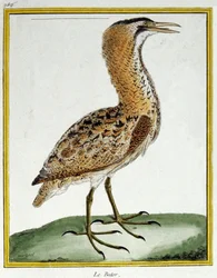 Ciencia. Zoología. Avetoro. Grabado por François Nicolas Martinet en: Histoire naturelle des oiseaux, por Georges Louis Leclerc de Buffon, Francia, c.1777