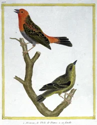 Ciencia. Zoología. Gorrión Común de Isla de Francia. Grabado por François Nicolas Martinet en: Historia natural de las aves, por Georges Louis Leclerc de Buffon, Francia, c.1777 (grabado a color)
