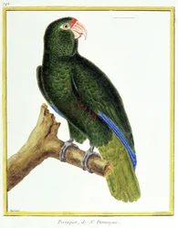 Ciencia. Zoología. Loro de Santo Domingo. Grabado por François Nicolas Martinet en: Histoire naturelle des oiseaux, por Georges Louis Leclerc de Buffon, Francia, c.1777