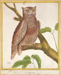 Búho chico, de 