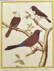 Munia de cabeza blanca, comedero de semillas de doble color y pajarito de orejas violetas