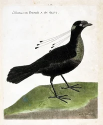 Ave del paraíso tiene seis redes (wahnes paradise o wahnesi patoria). Ilustración en “La Historia de los Pájaros, Pintados en Sus Aspectos Aparecidos y Sensibles” de Francois Nicolas Martinet (1731-1800). Colección privada.