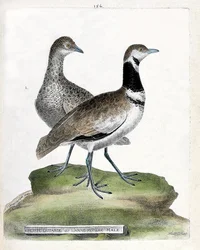 Tabla zoológica (ornitología): frente: avutarda pequeña o caña macho pequeña y atrás: caña hembra pequeña (avutarda canepetiere o tetrax tetrax). Ilustración en “La Historia de los Pájaros, Pintados en Sus Aspectos Aparientes y Sensibles” de Francois Nicol