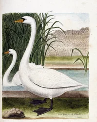 En frente: el cisne y detrás su hembra (cisne tuber o cygnus olor). Ilustración en “La Historia de los Pájaros, Pintados en Sus Aspectos Aparecidos y Sensibles” de Francois Nicolas Martinet (1731-1800). Colección privada.