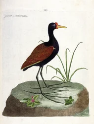 Gráfico zoológico (ornitología): jacana negra (Jacana jacana). Ilustración en “La Historia de las Aves, Pintadas en Sus Aspectos Aparientes y Sensibles” de François Nicolas Martinet (1731-1800). Colección privada.
