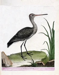 Gráfico zoológico (ornitología): aguja colinegra (Limosa limosa). Ilustración en “La Historia de las Aves, Pintadas en Sus Aspectos Aparientes y Sensibles” de François Nicolas Martinet (1731-1800). Colección privada.