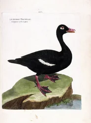 El scoter doble (scoter marrón o melanitta fusca). Ilustración en “La Historia de los Pájaros, Pintados en Sus Aspectos Aparecidos y Sensibles” de Francois Nicolas Martinet (1731-1800). Colección privada.
