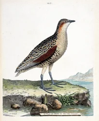 Tabla zoológica (ornitología): el rale de rodilla o rey de codorniz (crex crex). Ilustración en “La Historia de los Pájaros, Pintados en Sus Aspectos Aparientes y Sensibles” de Francois Nicolas Martinet (1731-1800). Colección privada