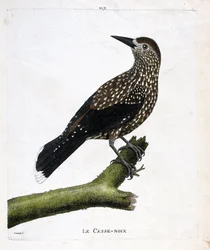 Tabla zoológica (ornitología): el cascanueces (cascanueces o nucifraga caryocatacts) en una rama. Ilustración en “La Historia de las Aves, Pintadas en Sus Aspectos Aparecidos y Sensibles” por Francois Nicolas Martinet (1731-1800). Colección privada