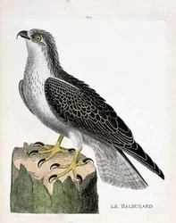 El águila pescadora (águila pescadora o pandion haliaetus). Ilustración en “La Historia de los Pájaros, Pintados en Sus Aspectos Aparecidos y Sensibles” de Francois Nicolas Martinet (1731-1800). Colección privada.