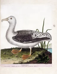 Tabla zoológica (ornitología): Albatros (albatros aullador o diomedea exulans). Ilustración en 