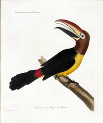 Tabla zoológica (ornitología): Aracaris, vulgarmente tucán (aracari verde o pteroglossus viridis)