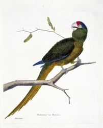 Tabla zoológica (ornitología): Periquito brasileño (cotorra de frente roja o aratinga canicularis) en una rama. Ilustración en 