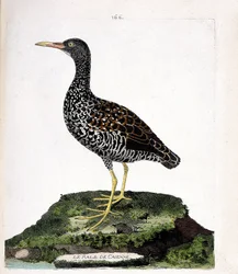 Tabla zoológica (ornitología): el rale de Caienne (rale manchado o pardirallus maculatus). Ilustración en 