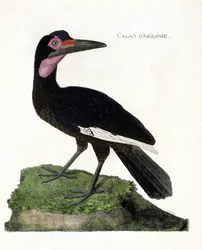 Carta zoológica (ornitología): Calao de Abisinia (Calao de Abisinia o Bucorvus abyssinicus). Ilustración en “La Historia de los Pájaros, Pintados en Sus Aspectos Aparecidos y Sensibles” por Francois Nicolas Martinet (1731-1800). Colección privada.