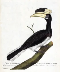 Calao de Malabar (Anthracoceros coronatus) en una rama. Ilustración en “La Historia de los Pájaros, Pintados en Sus Aspectos Aparecidos y Sensibles” de Francois Nicolas Martinet (1731-1800). Colección privada.