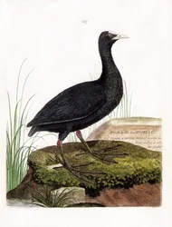 Tabla zoológica (ornitología): focha o Moselle (Macroule cot o fulica atra). Ilustración en “La Historia de las Aves, Pintadas en Sus Aspectos Aparecidos y Sensibles” por Francois Nicolas Martinet (1731-1800). Colección privada