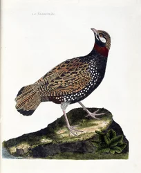 Lámina zoológica (ornitología): francolín (francolín negro o Francolinus francolinus). Ilustración en “La historia de las aves, pintadas en sus aspectos aparentes y sensibles” de François Nicolas Martinet (1731-1800). Colección privada.
