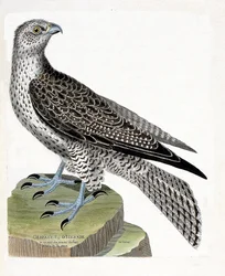Gráfico zoológico (ornitología): gerfaut islandés (halcón gerfaut o falco rusticolus). Ilustración en “La Historia de los Pájaros, Pintados en Sus Aspectos Aparientes y Sensibles” de Francois Nicolas Martinet (1731-1800). Colección privada