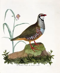Tabla zoológica (ornitología): La perdiz roja de Francia, macho (perdiz roja o alectoris rufa). Ilustración en 