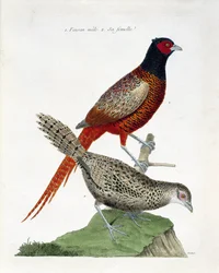 Tabla zoológica (ornitología): Faisán macho y hembra (faisán colchid o Phasianus colchicus). Ilustración en 