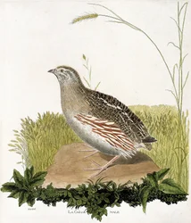 Tabla zoológica (ornitología): Codorniz macho (codorniz azul o coturnix coturnix). Ilustración en 