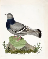 Tabla zoológica (ornitología): Paloma bravía (Columbia livia). Ilustración en “La Historia de las Aves, Pintadas en Sus Aspectos Aparecidos y Sensibles” por Francois Nicolas Martinet (1731-1800). Colección privada
