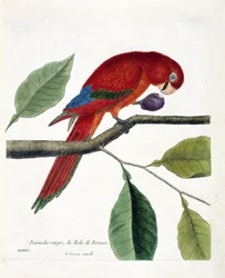 Tabla zoológica (ornitología): Periquito rojo de la isla de Borneo (Gran eclectus o eclectus roratus). Ilustración en 