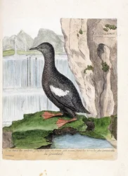 Gráfico zoológico (ornitología): arao aliblanco (Cepphus grylle). Ilustración en “La Historia de las Aves, Pintadas en Sus Aspectos Aparientes y Sensibles” de François Nicolas Martinet (1731-1800). Colección privada.