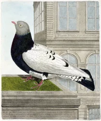 Carta zoológica (ornitología): La paloma romana (columba livia). Ilustración en “La Historia de los Pájaros, Pintados en Sus Aspectos Aparecidos y Sensibles” por Francois Nicolas Martinet (1731-1800). Colección privada.