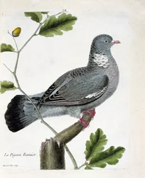 La paloma ramificada (columba palumbus) en una rama. Ilustración en “La Historia de los Pájaros, Pintados en Sus Aspectos Aparecidos y Sensibles” de Francois Nicolas Martinet (1731-1800). Colección privada.