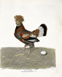 Tabla zoológica (ornitología): La gallina (gallina doméstica o gallus gallus) y su huevo. Ilustración en 