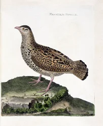 Tabla zoológica (ornitología): La francolina hembra (francolin negro o francolinus francolinus). Ilustración en 