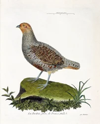 Tabla zoológica (ornitología): La perdiz gris de Francia, macho (perdiz gris o perdiz). Ilustración en 