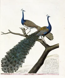 Lámina zoológica (ornitología): el pavo real (pavo real azul o Pavo cristatus). Ilustración en «La historia de las aves, pintadas en sus aspectos aparentes y sensibles» de François Nicolas Martinet (1731-1800). Colección privada.