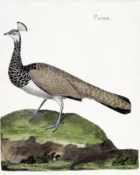 Lámina zoológica (ornitología): el pavo real (pavo real azul o Pavo cristatus). Ilustración en 