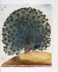 Lámina zoológica (ornitología): el pavo real hace la rueda (pavo real azul o Pavo cristatus). Ilustración en “La historia de las aves, pintadas en sus aspectos aparentes y sensibles” de François Nicolas Martinet (1731-1800). Colección privada.