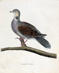 Tabla zoológica (ornitología): Paloma silvestre (paloma silvestre o streptopelia turtur) en una rama. Ilustración en 
